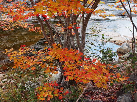 New Hampshire fall #12