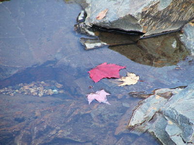Leaf in the water