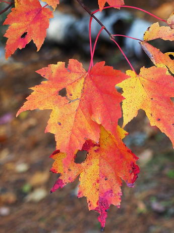 Red-gold leaves #2