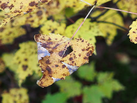 Fall leaf