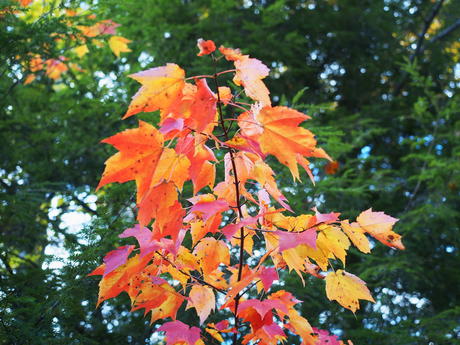 Fall leaves
