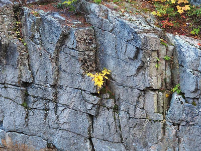 Leaves in the rock