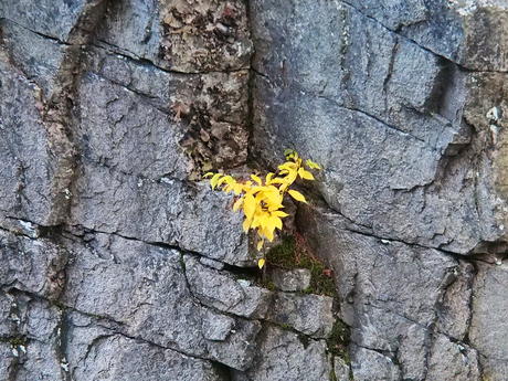 Leaves in the rock #2