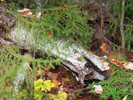 Fallen log