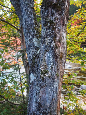 Tree with lichen