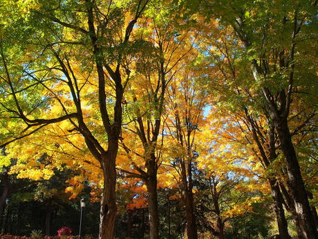 Andover Massachusetts' West Parish Garden Cemetery in fall #4