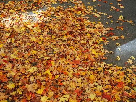 Leaves