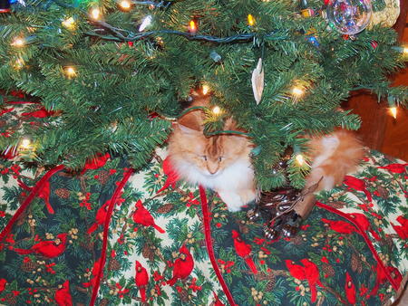 Christmas kitty #2