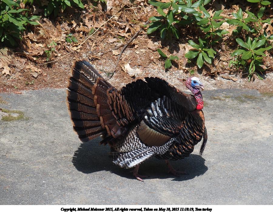 Tom Turkey strutting his stuff