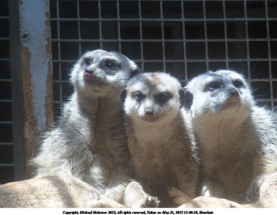 Meerkats
