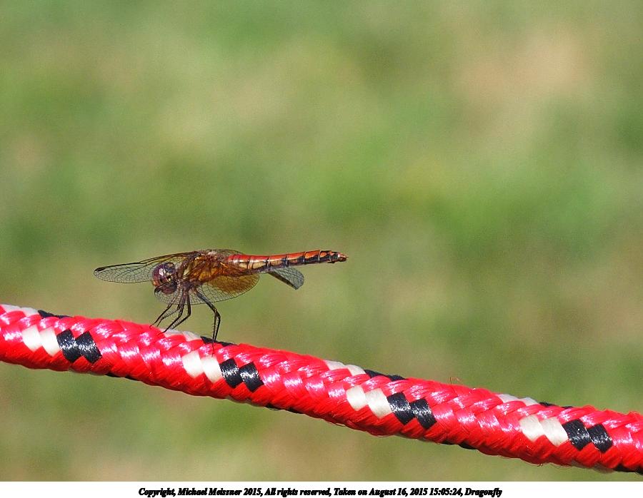 Dragonfly
