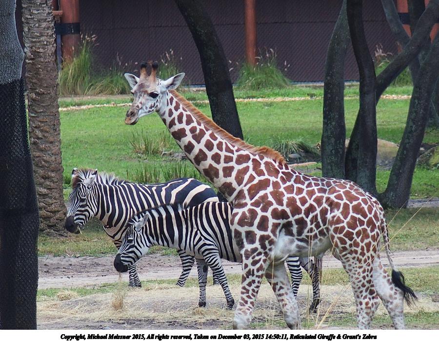 Reticulated Giraffe & Grant's Zebra