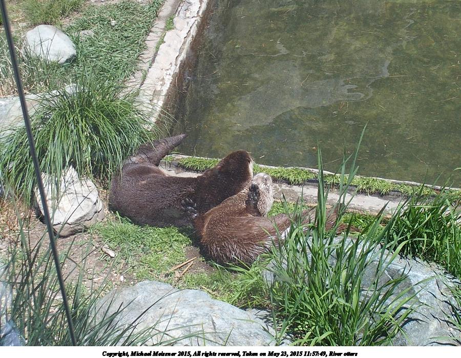 River otters #2