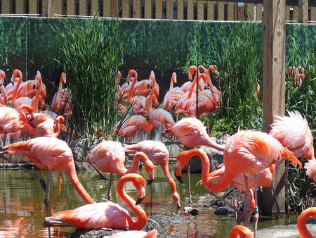 Caribbean flamingos #2