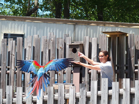 Flying parrot #8