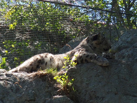 Snow leopard #5