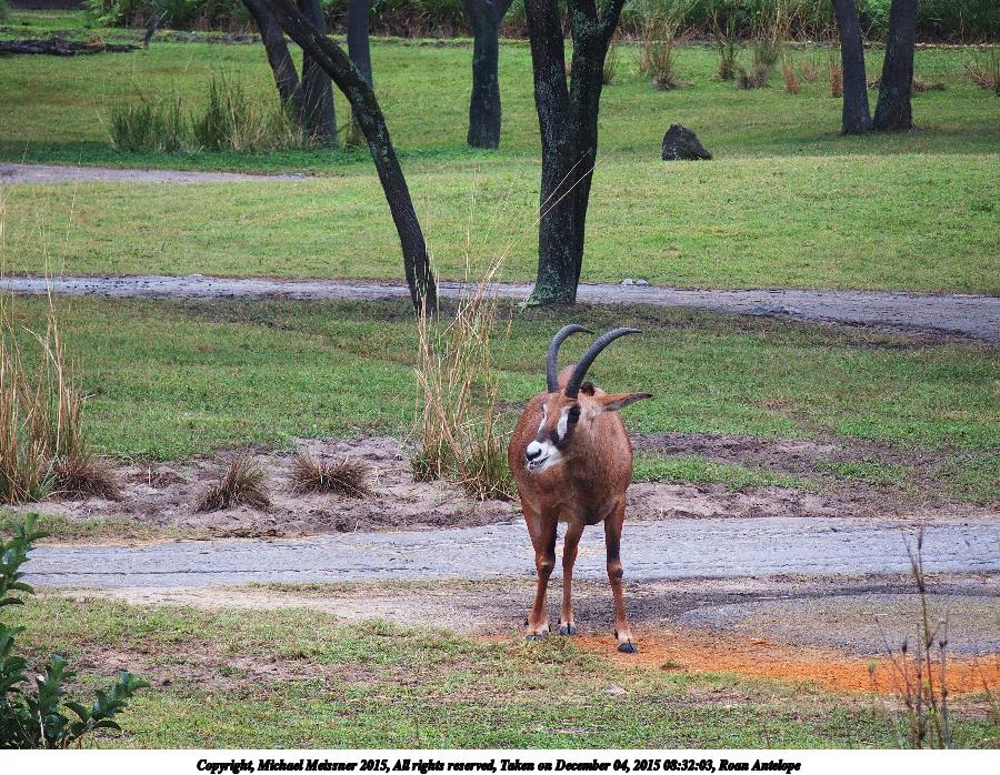 Roan Antelope #4