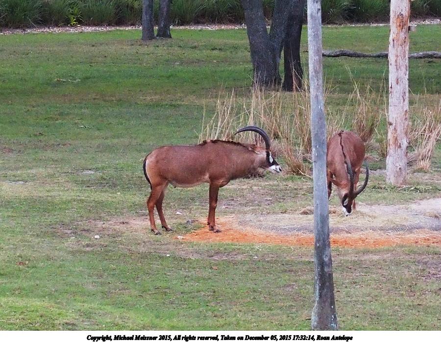 Roan Antelope #5