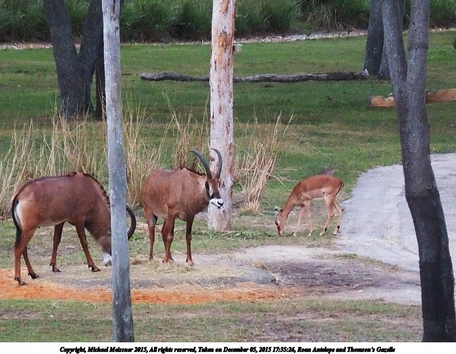 Roan Antelope and Thomson's Gazelle