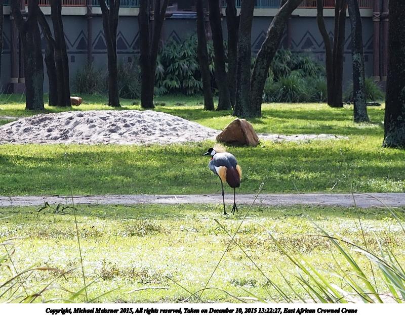 East African Crowned Crane #7