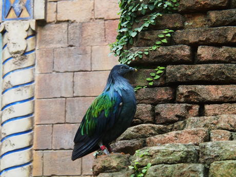 Blue-green bird #2