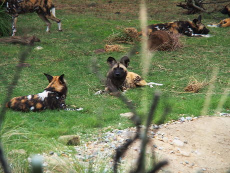 Painted Dogs #2
