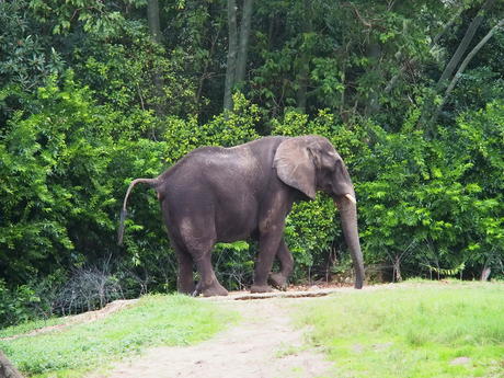 Elephant #4