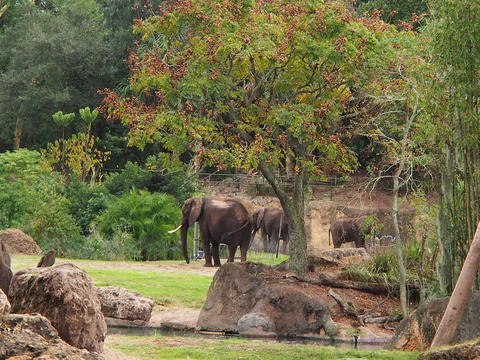 Elephants #2