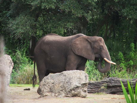 Elephant #6