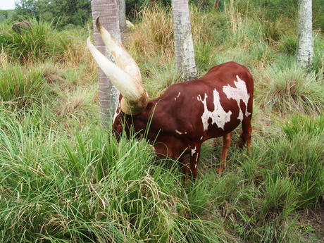 Anikole cattle #2