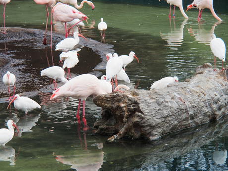 Greater Flamingos #3
