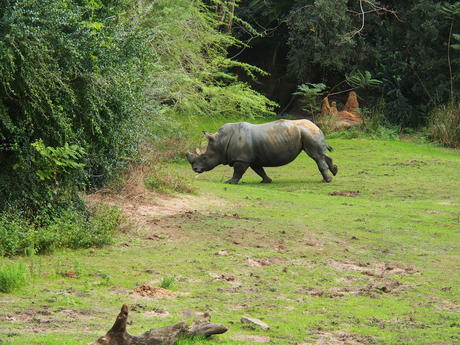 Running white rhinoceros #4