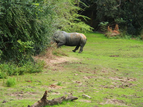 Running white rhinoceros #5