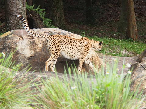 Cheetah #8