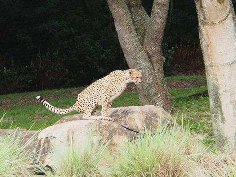 Cheetah #9