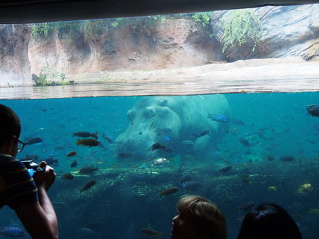 Swimming hippo #4
