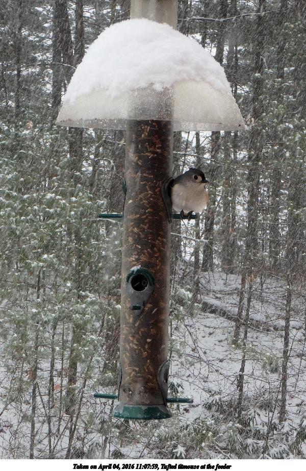 Tufted titmouse at the feeder #3