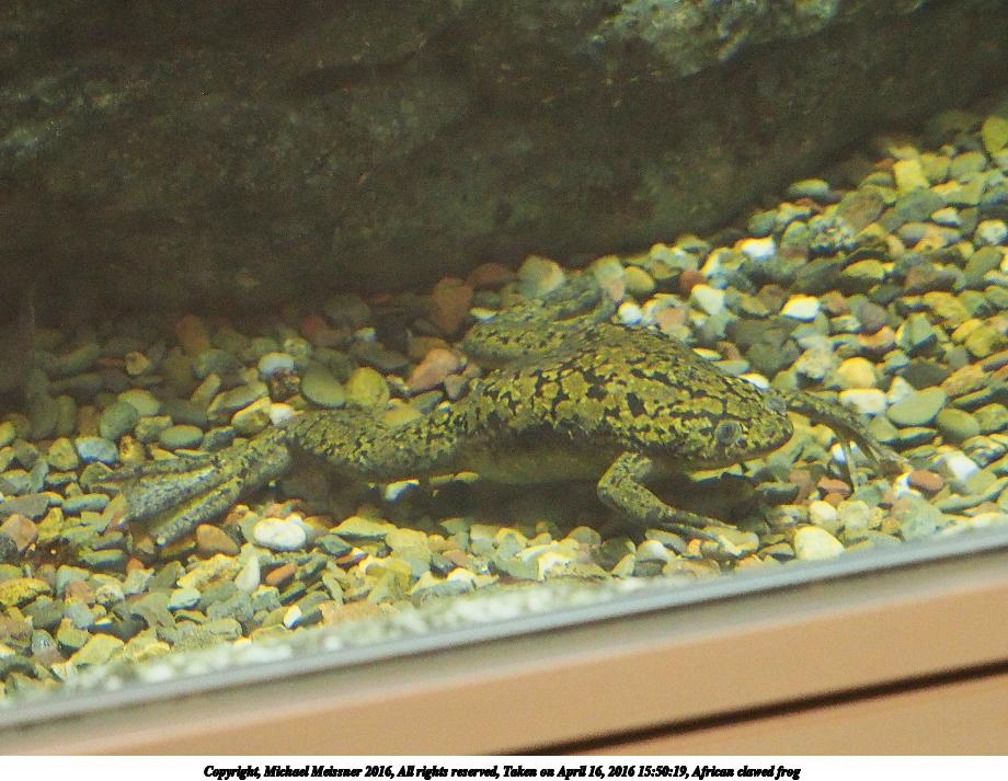 African clawed frog #2