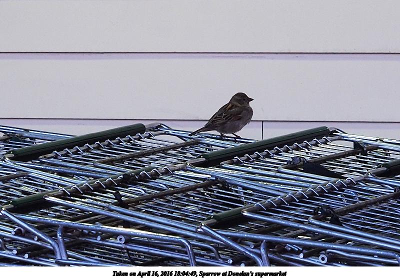 Sparrow at Donelan's supermarket