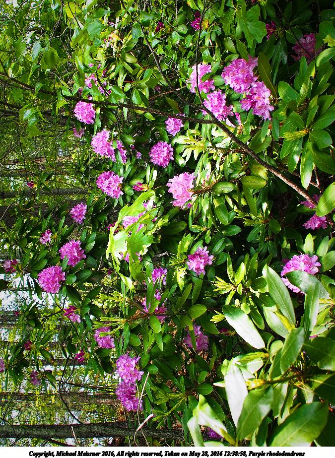 Purple rhododendrons #2