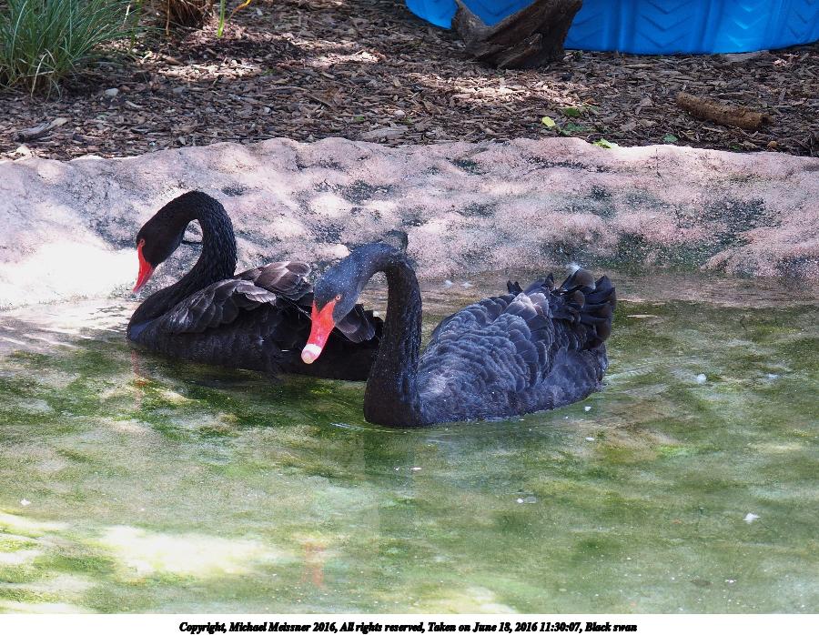 Black swan #3