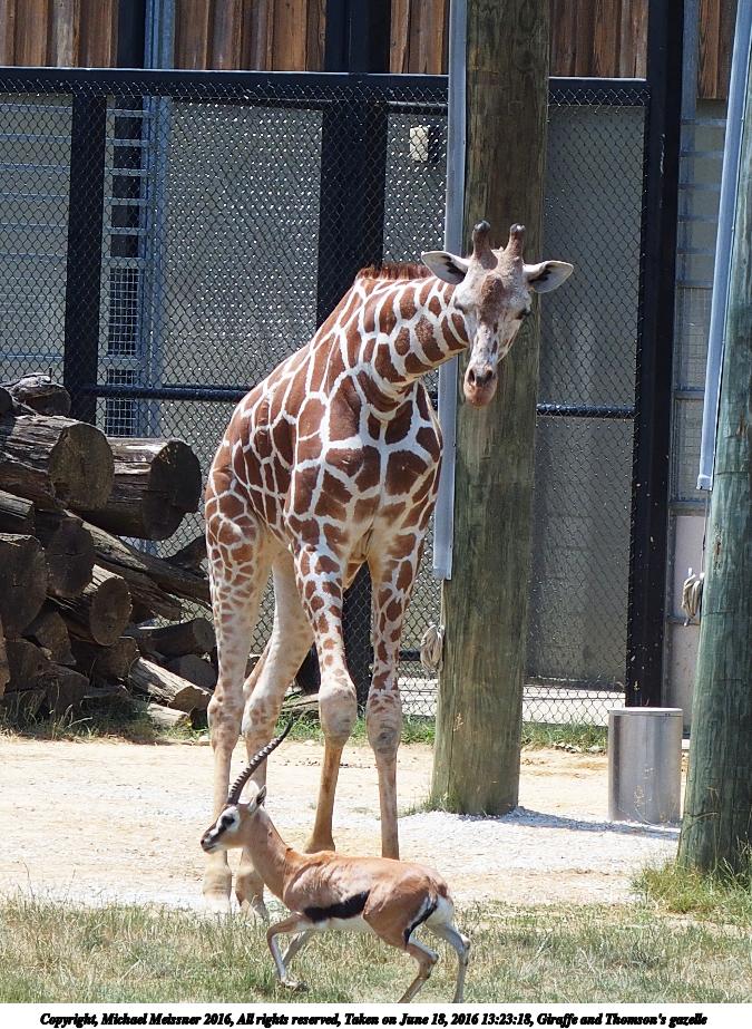 Giraffe and Thomson's gazelle