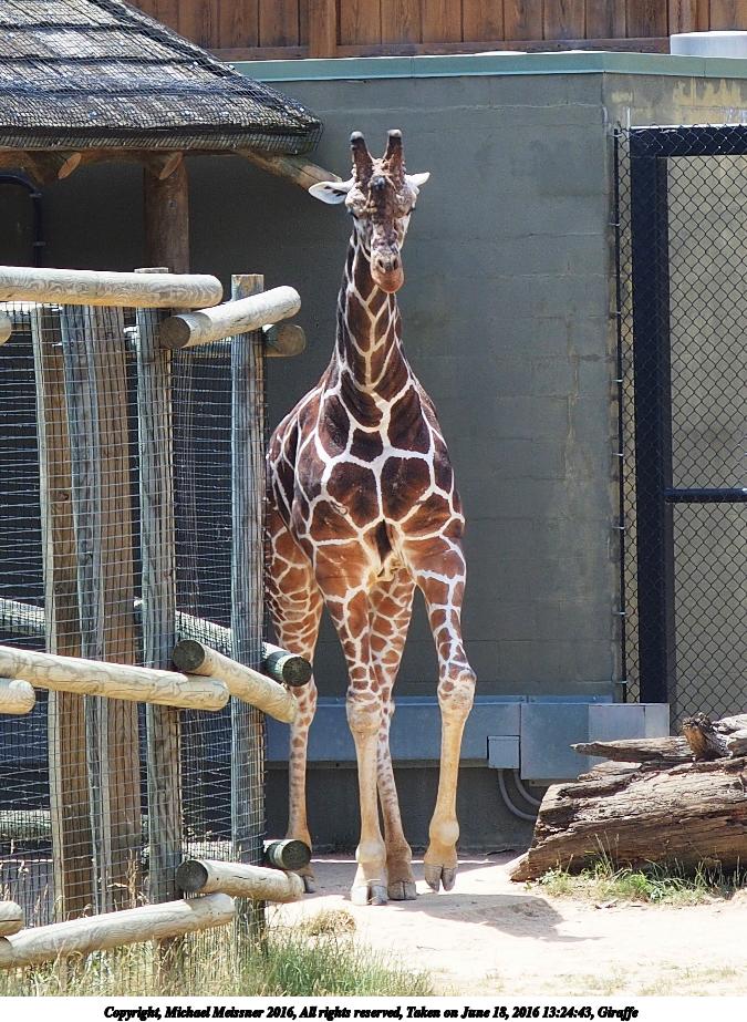 Giraffe #9