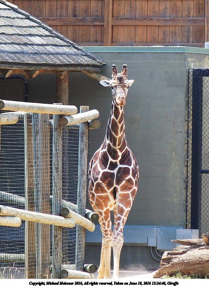 Giraffe #10