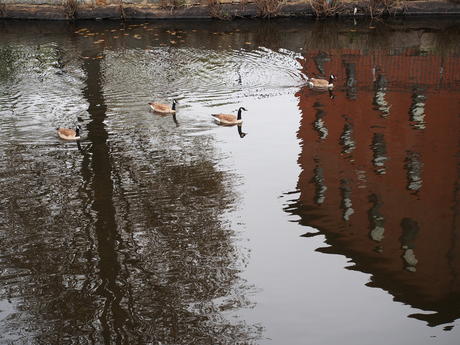 Geese on the Charles River #2