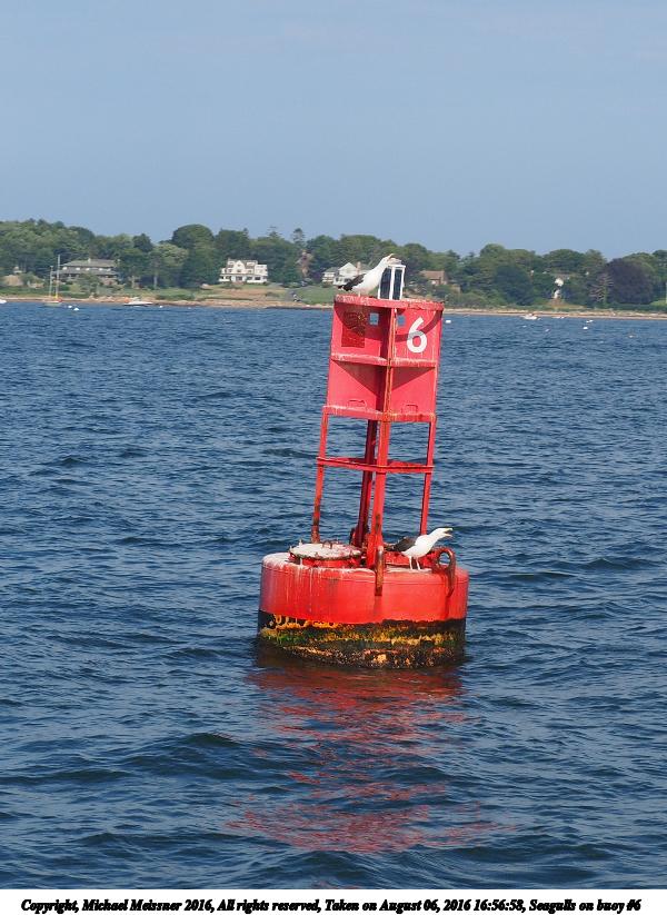 Seagulls on buoy #6