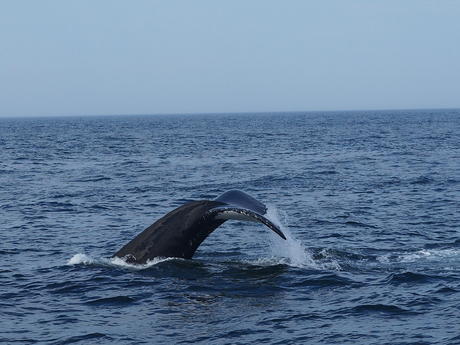 Whale tail #9
