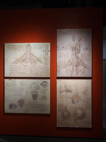 Da Vinci drawings