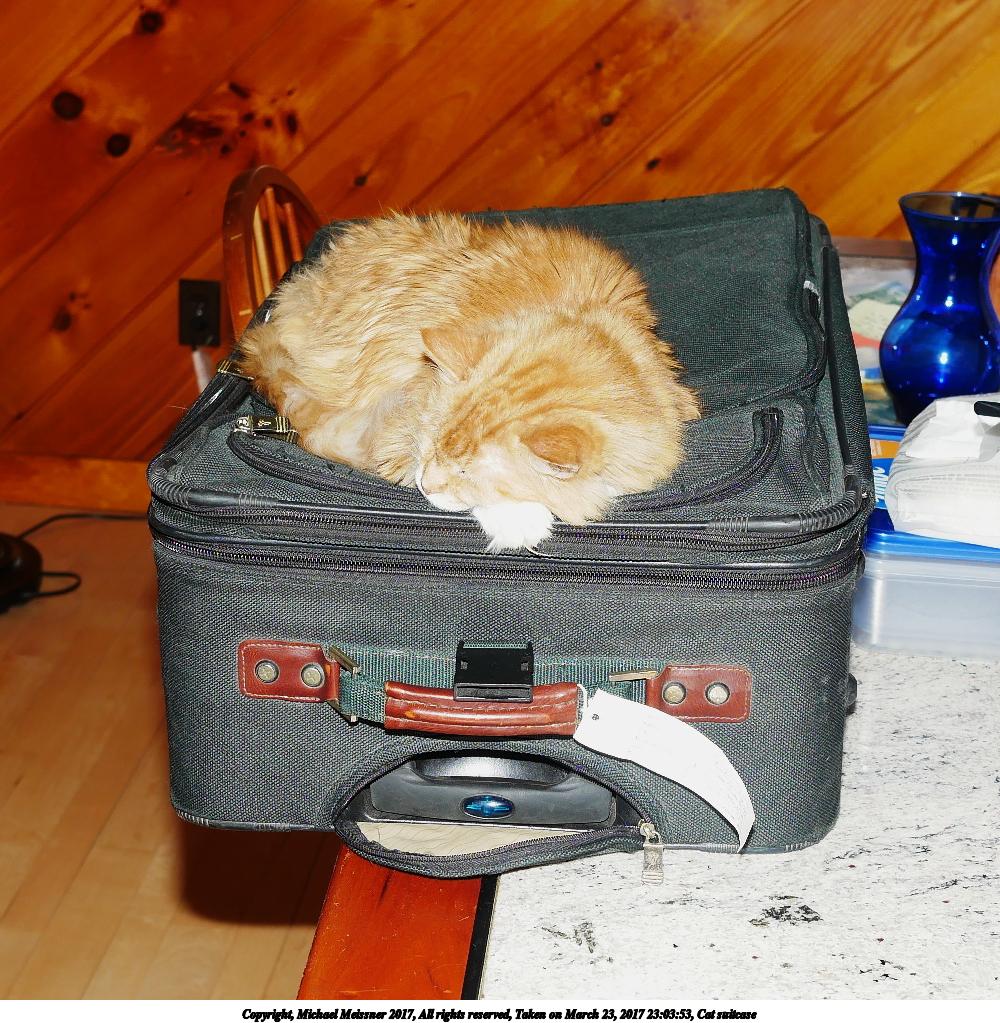 Cat suitcase