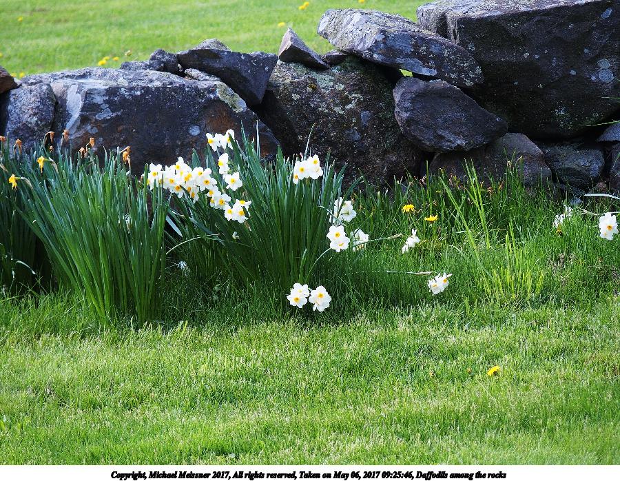 Daffodils among the rocks